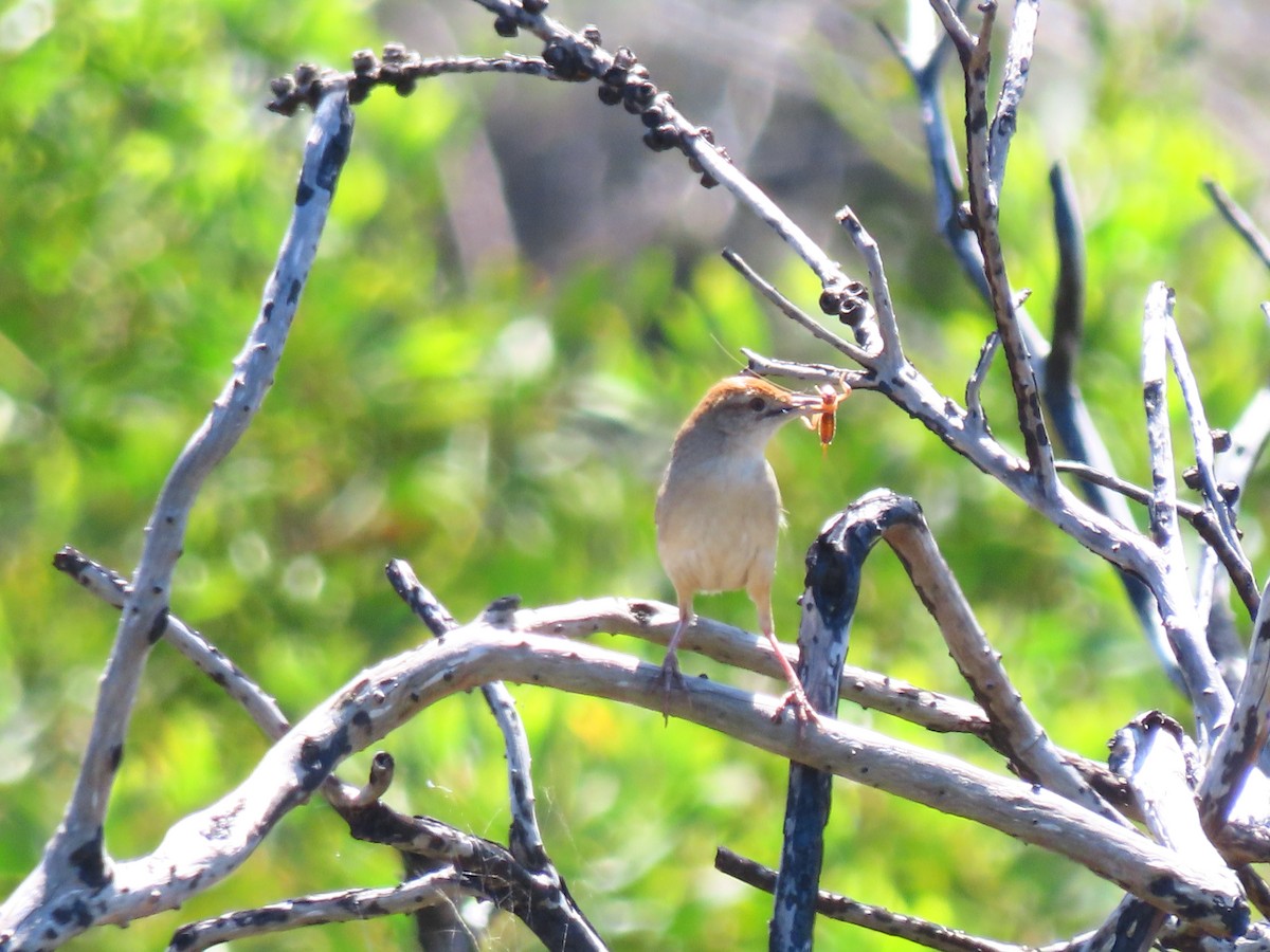 Tawny Grassbird - ML643264775
