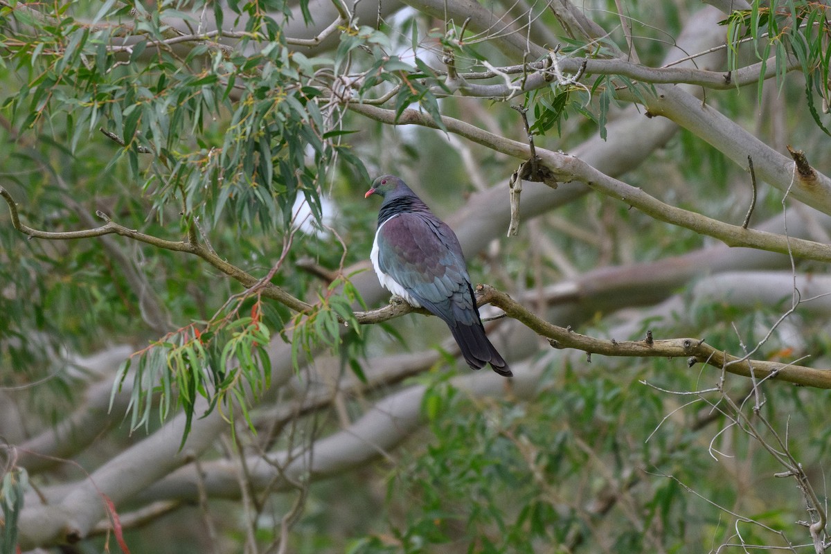 New Zealand Pigeon - ML643264785