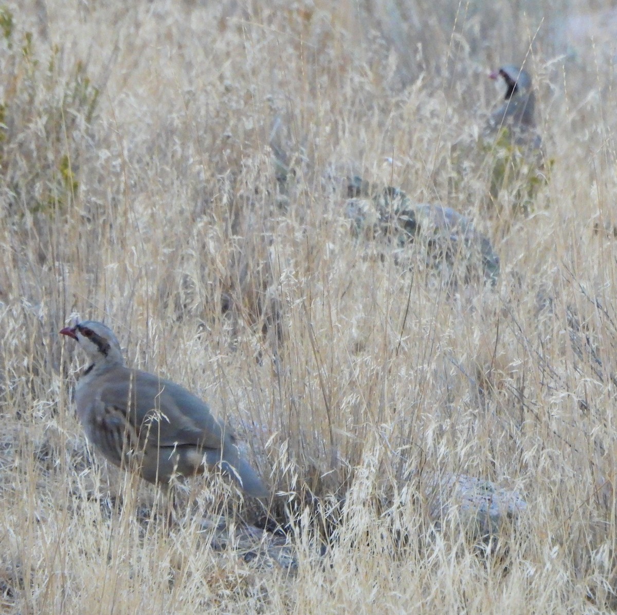 Chukar - ML643264790