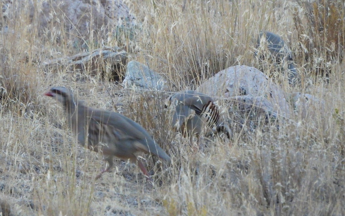 Chukar - ML643264797