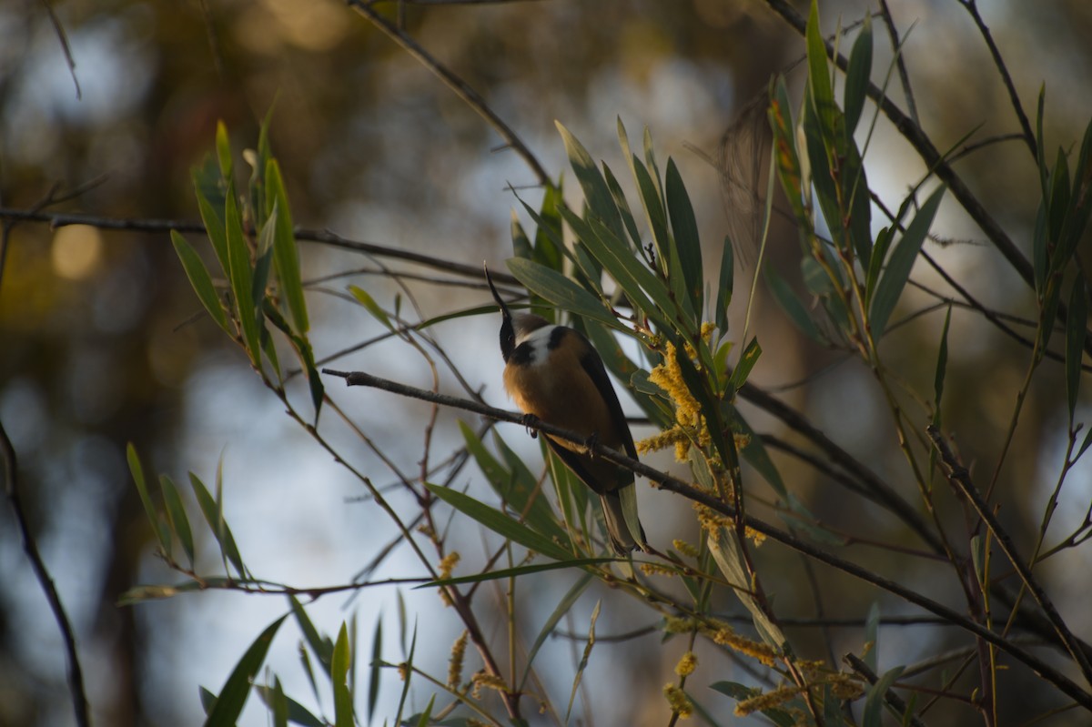 Eastern Spinebill - ML643264801