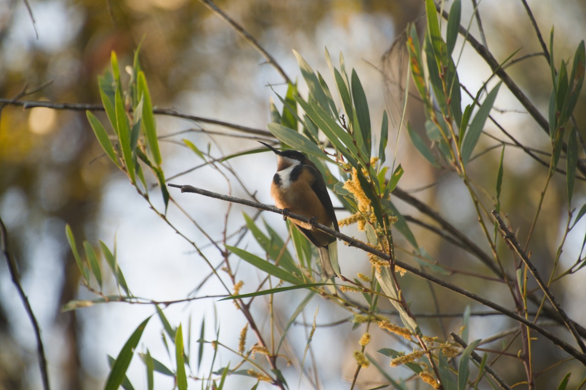 Eastern Spinebill - ML643264802