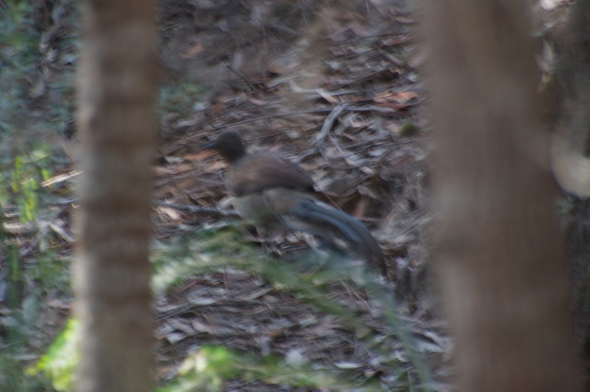 Superb Lyrebird - ML643264808