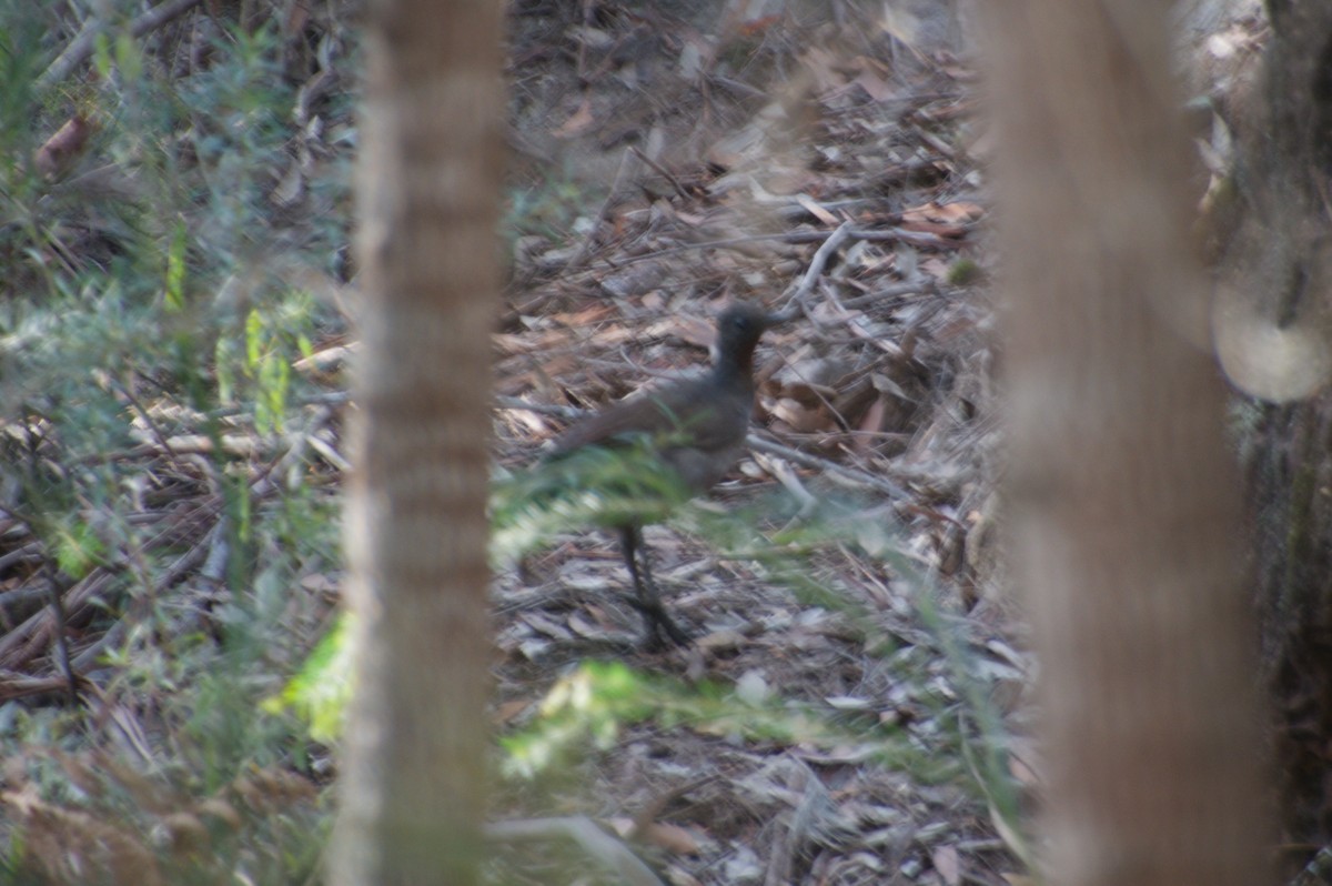 Superb Lyrebird - ML643264809