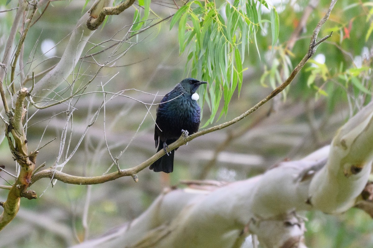 Tui - ML643264813