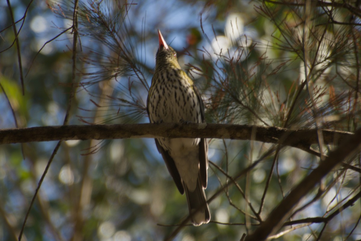 Olive-backed Oriole - ML643264814