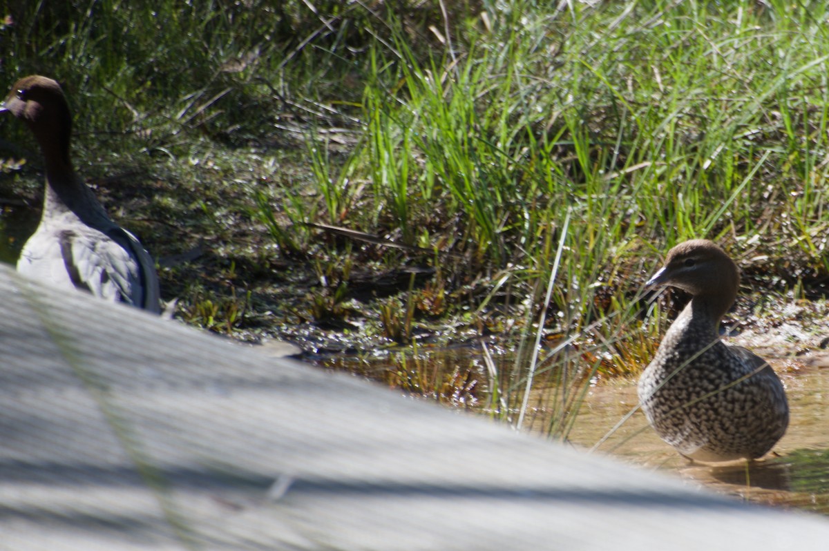 Maned Duck - ML643264820