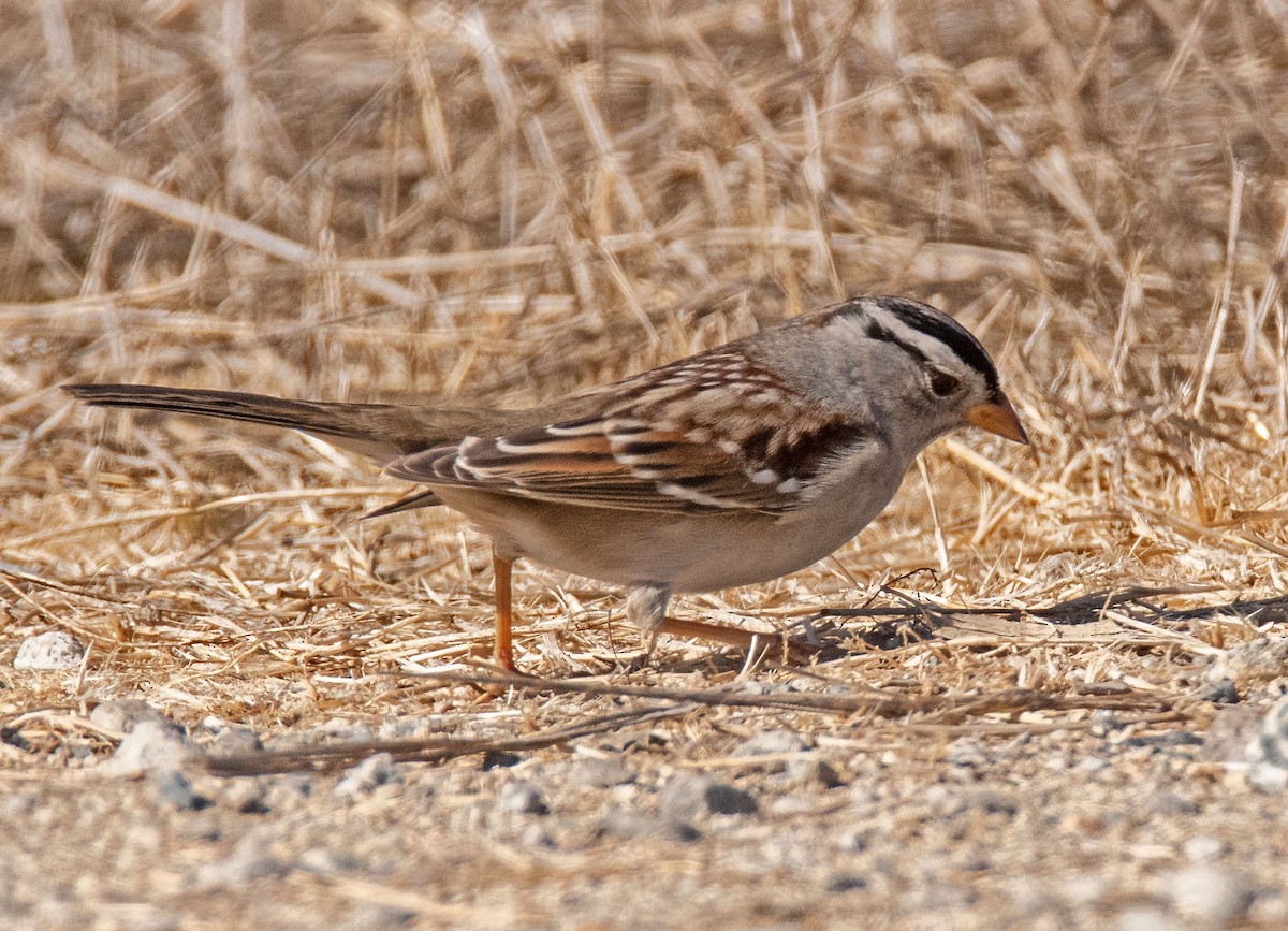 White-crowned Sparrow - ML643264845