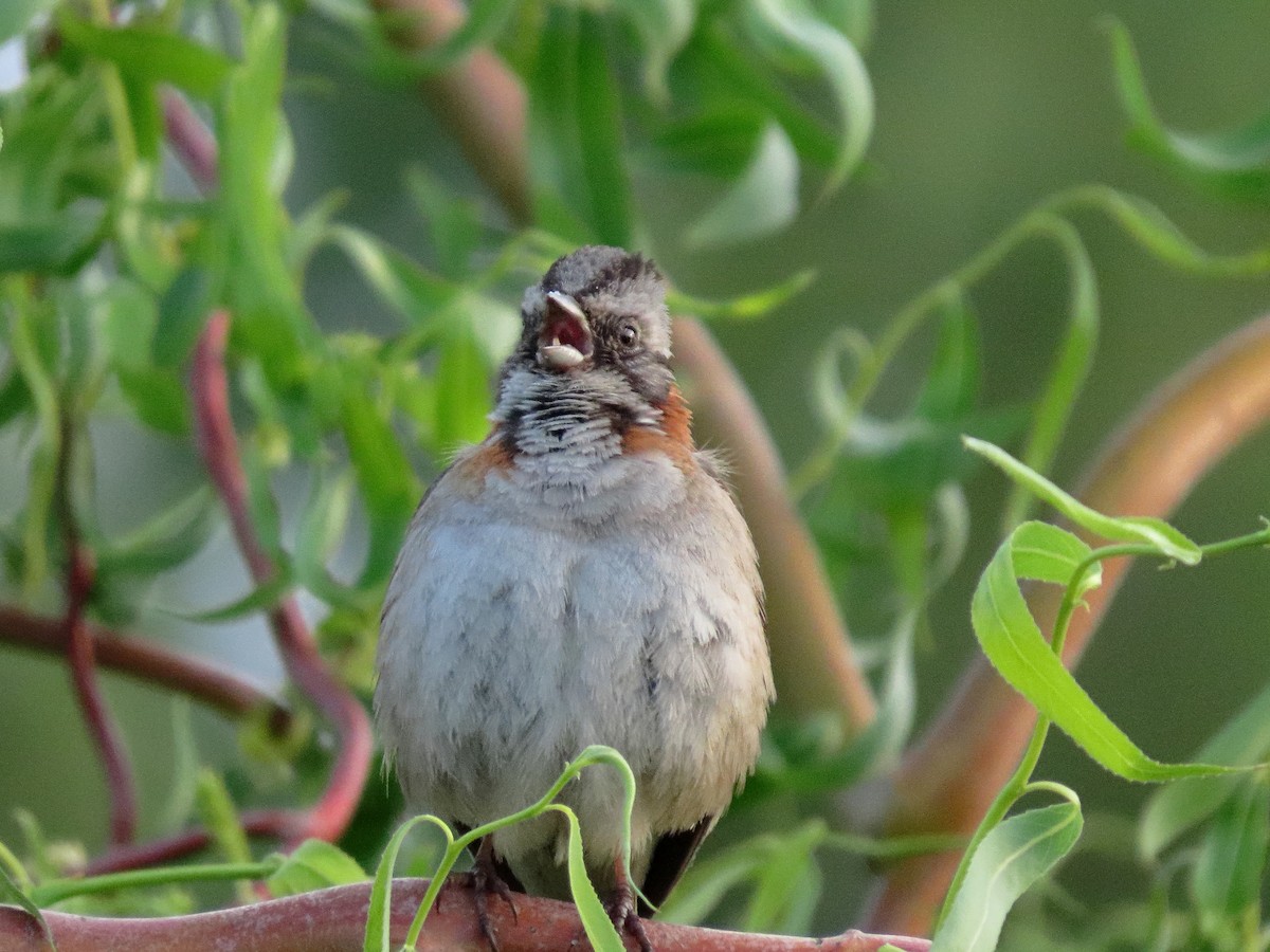 Rufous-collared Sparrow - ML643264846
