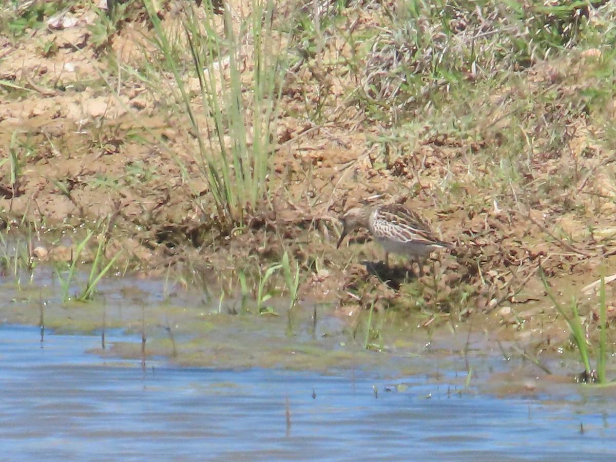 Sharp-tailed Sandpiper - ML643264848