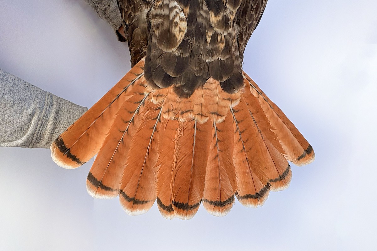 Red-tailed Hawk (calurus/alascensis) - ML643264852