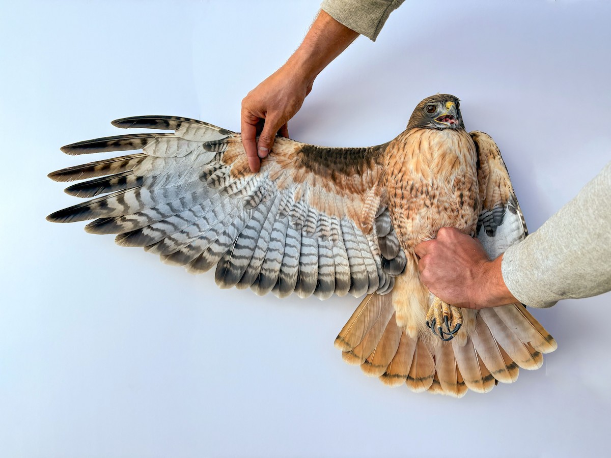 Red-tailed Hawk (calurus/alascensis) - ML643264853