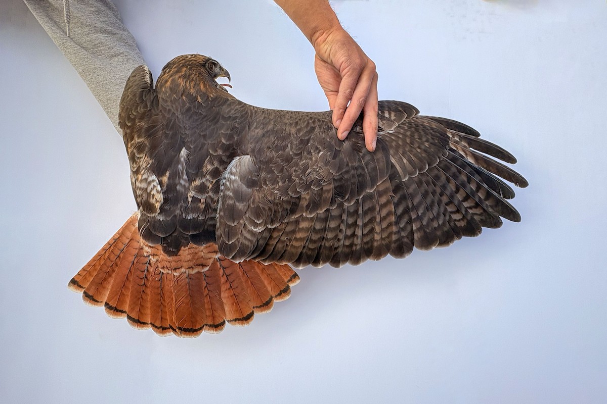 Red-tailed Hawk (calurus/alascensis) - ML643264854