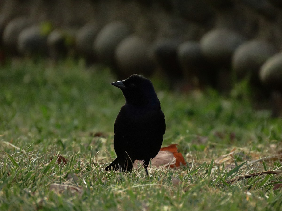 Shiny Cowbird - ML643264857