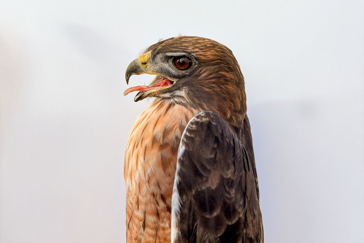 Red-tailed Hawk (calurus/alascensis) - ML643264859
