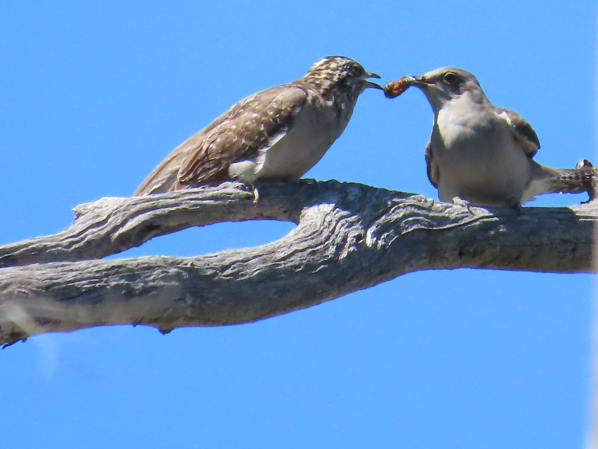 Pallid Cuckoo - ML643264875