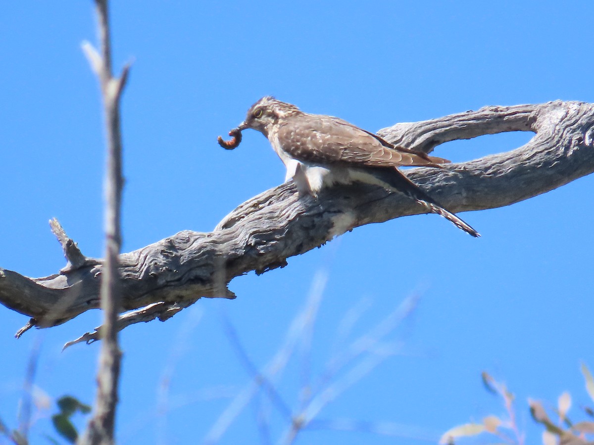 Pallid Cuckoo - ML643264876