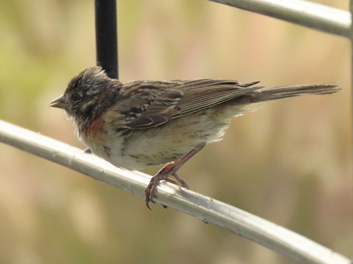 Rufous-collared Sparrow - ML643264878