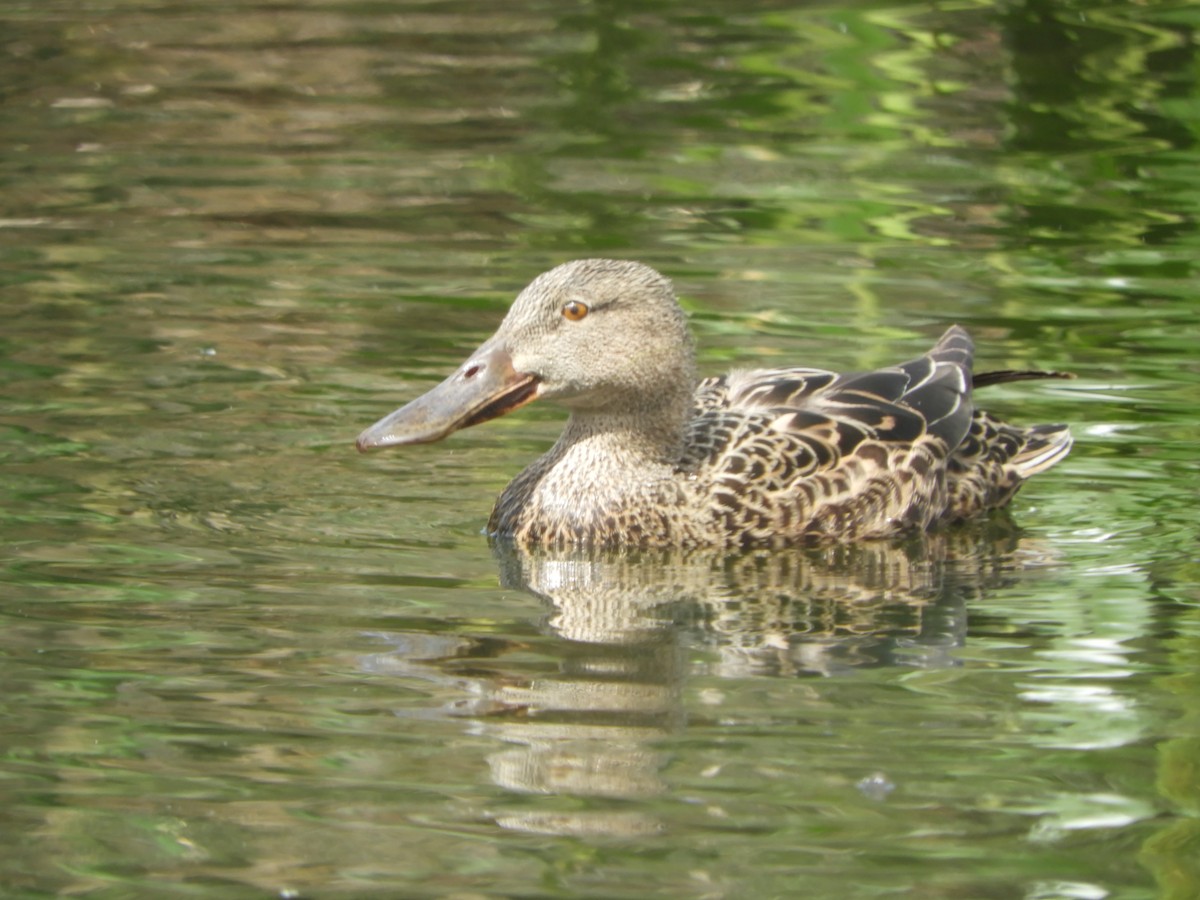 Australasian Shoveler - ML643264883
