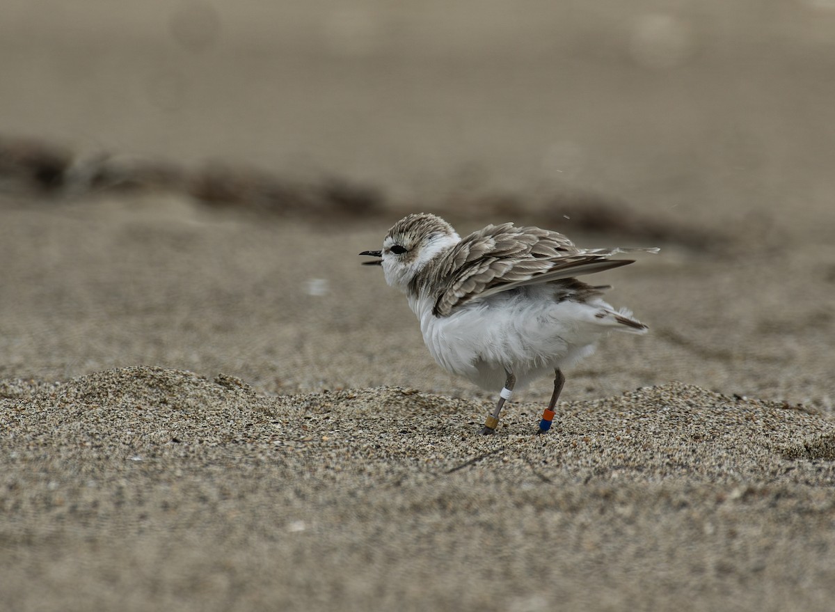 Snowy Plover - ML643264888