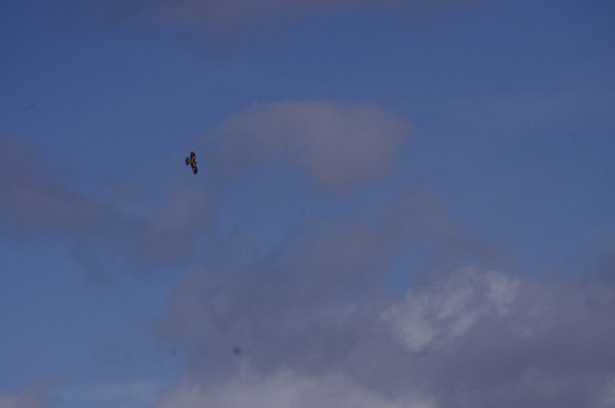 Little Eagle - ML643264894