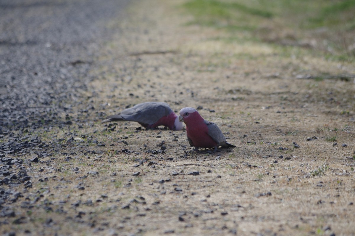 Galah - ML643264904