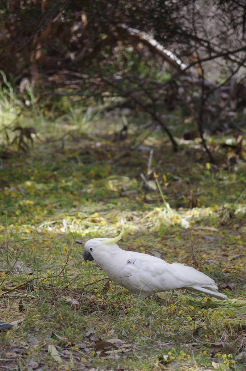 Sulphur-crested Cockatoo - ML643264907
