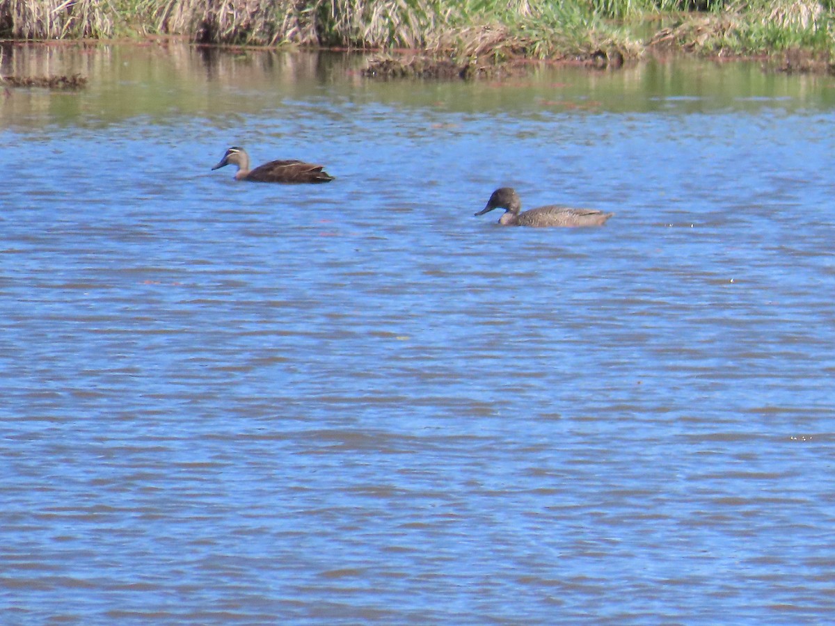 Freckled Duck - ML643264913