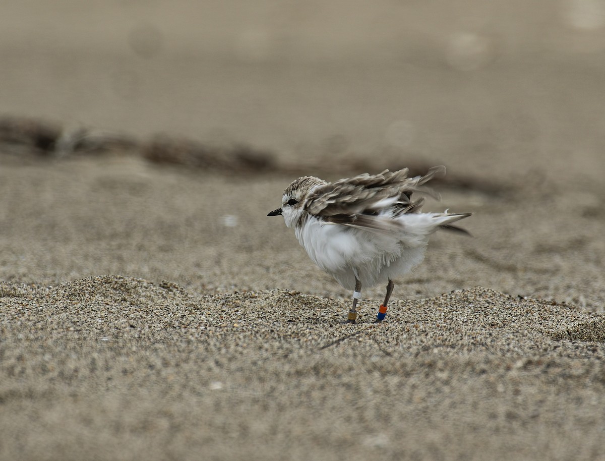 Snowy Plover - ML643264915