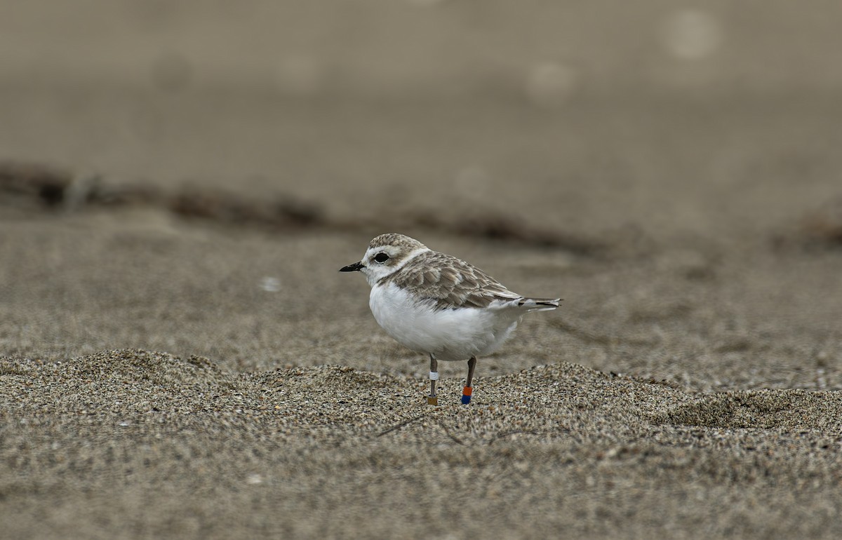 Snowy Plover - ML643264917