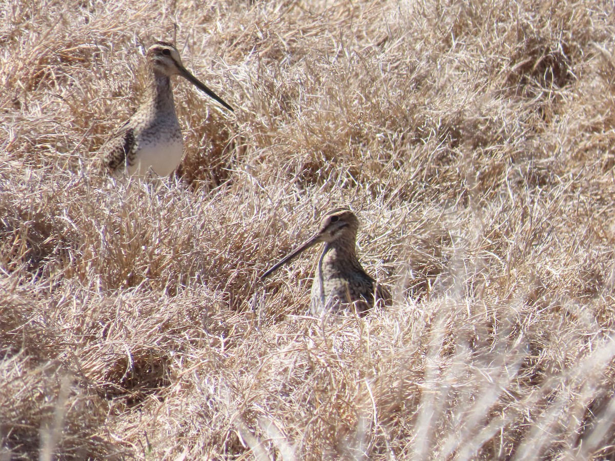 Latham's Snipe - ML643264923