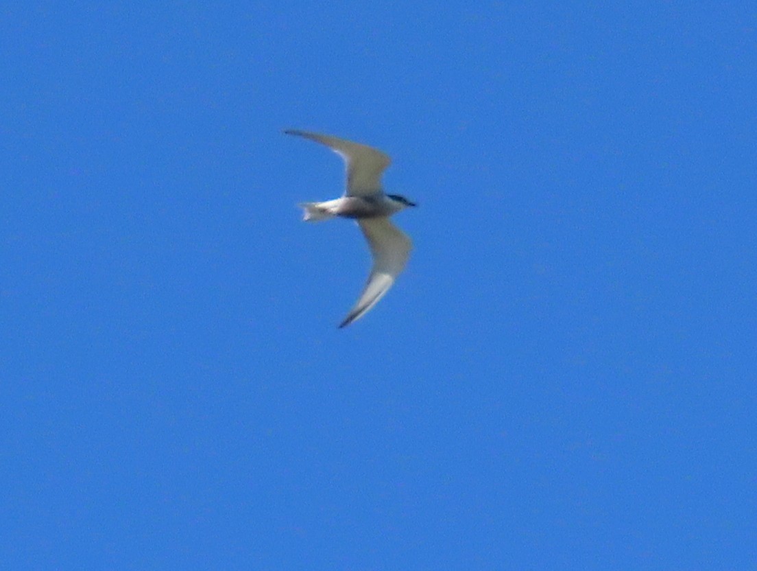 Whiskered Tern - ML643264931