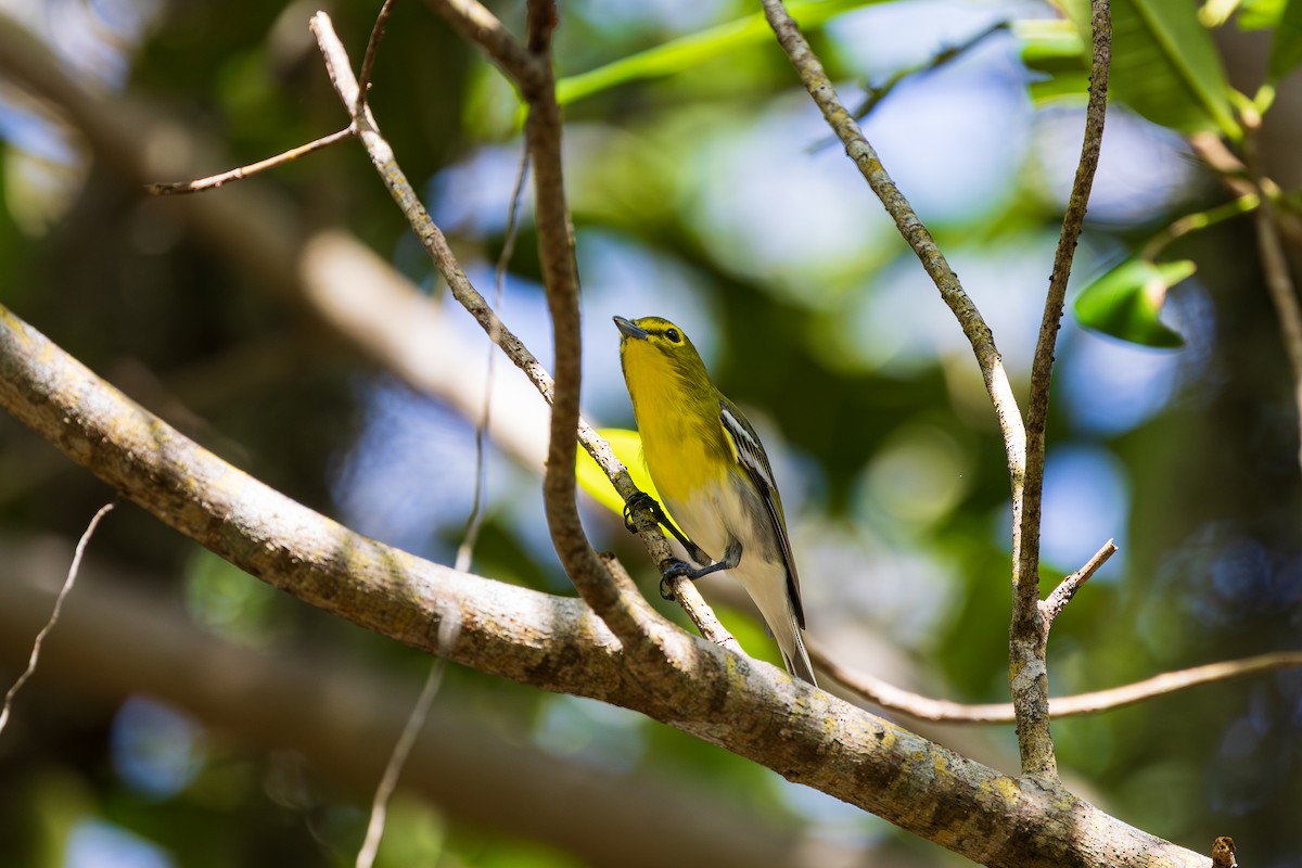 Yellow-throated Vireo - ML643264937