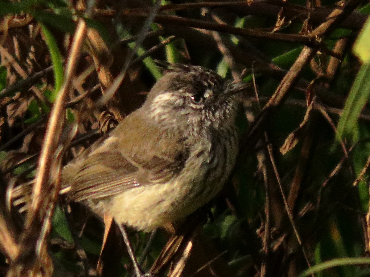 Tufted Tit-Tyrant - ML643264940