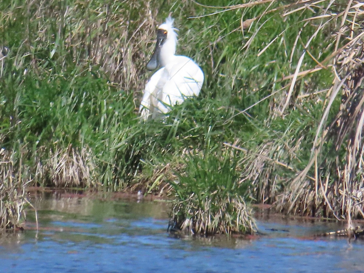 Royal Spoonbill - ML643264941