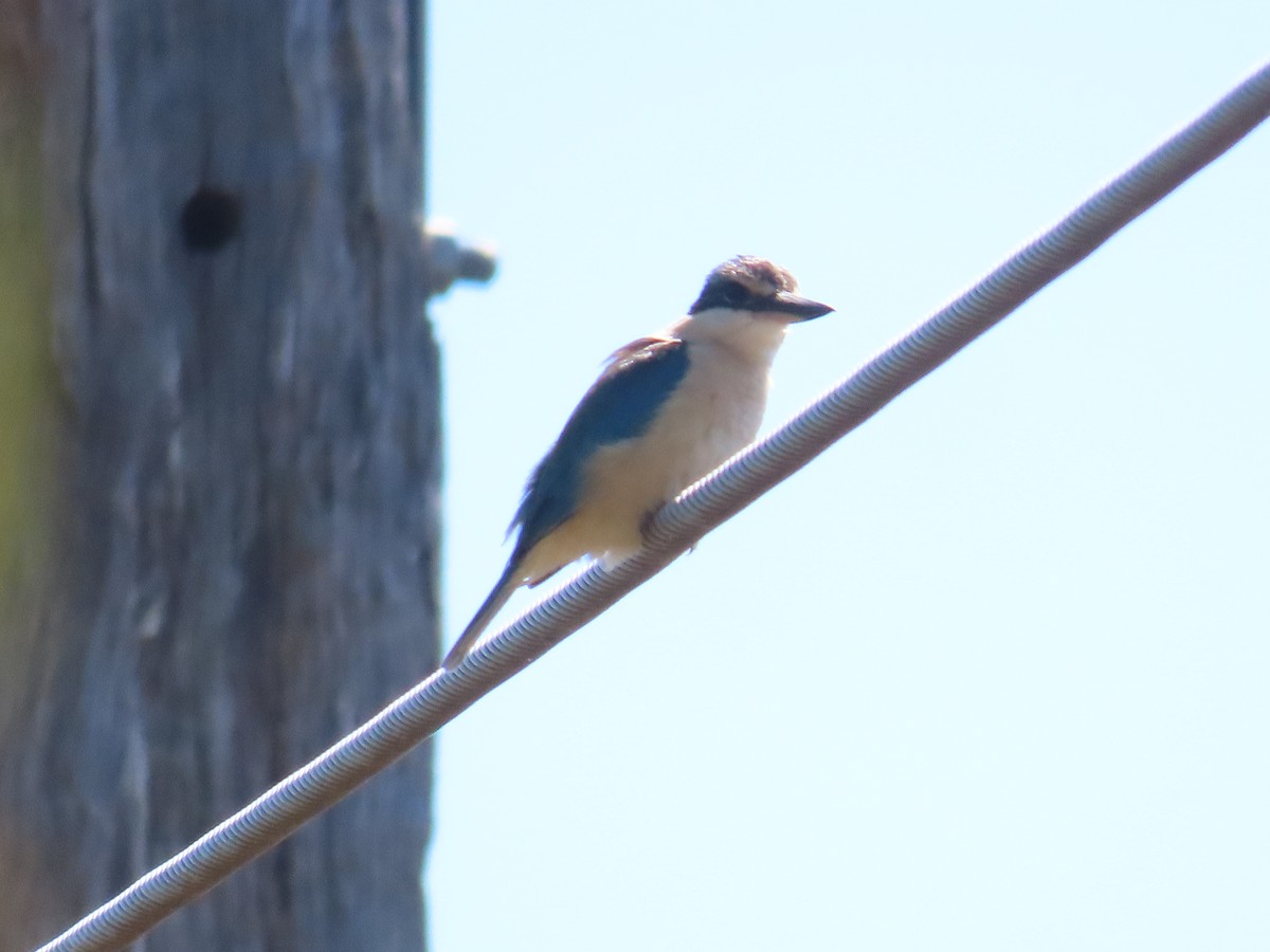 Sacred Kingfisher - ML643264951