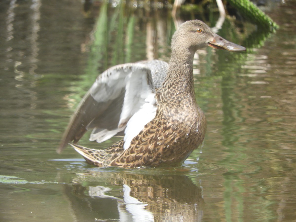 Australasian Shoveler - ML643264959