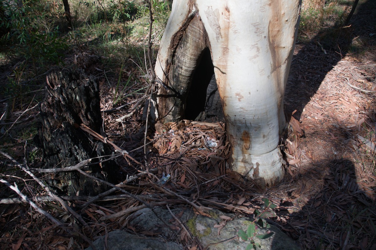 Satin Bowerbird - ML643264965