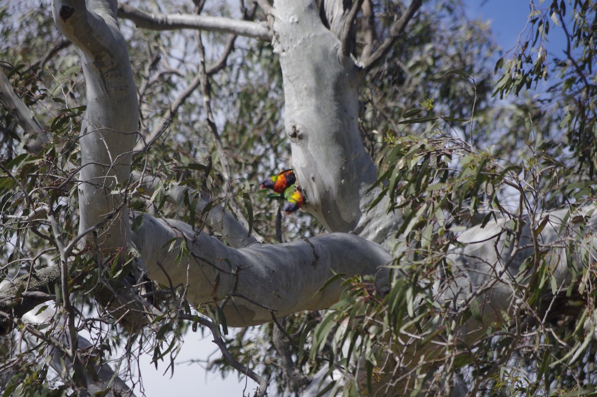 Rainbow Lorikeet - ML643264970