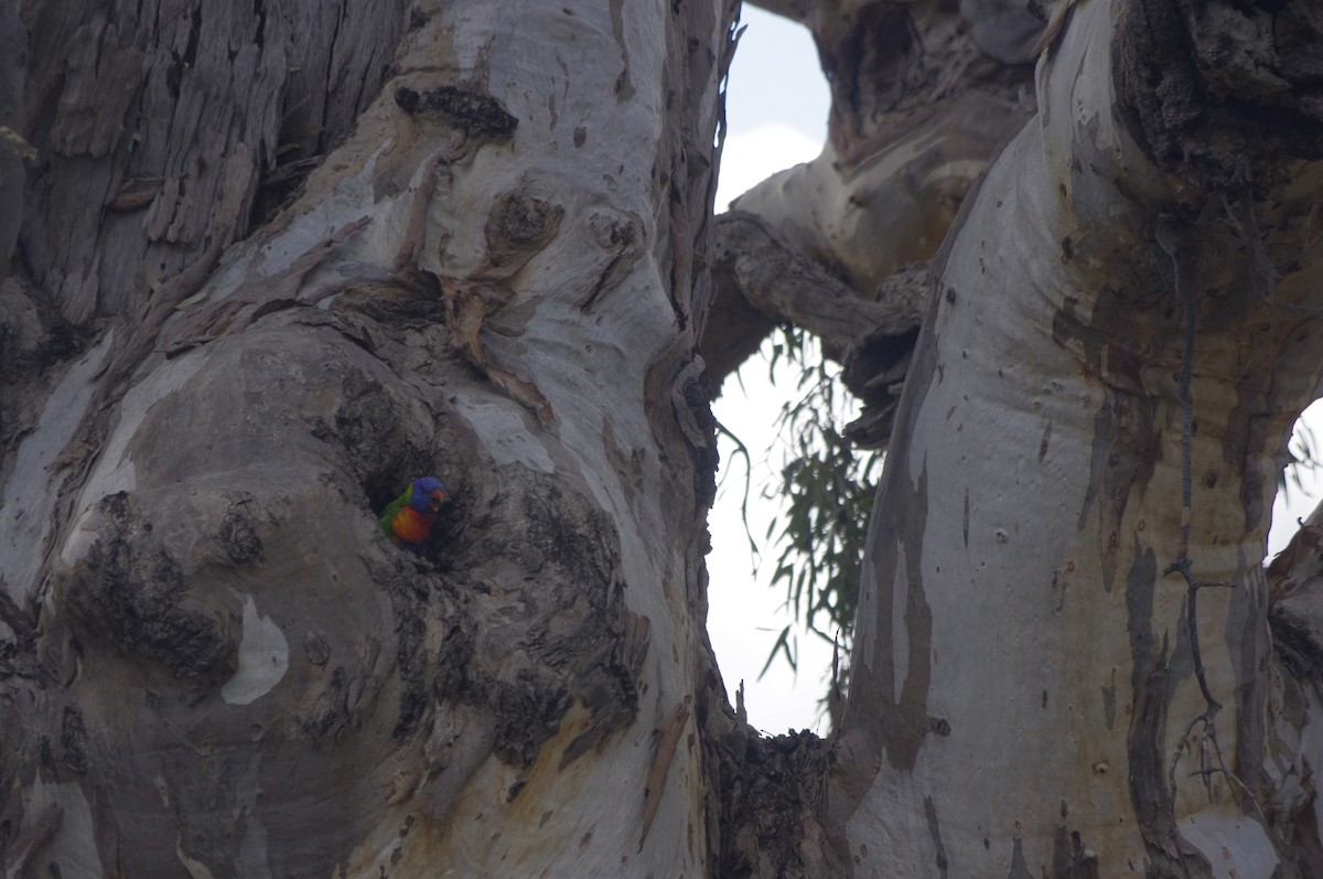 Rainbow Lorikeet - ML643264971