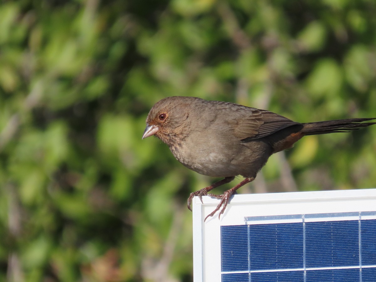 California Towhee - ML643264973