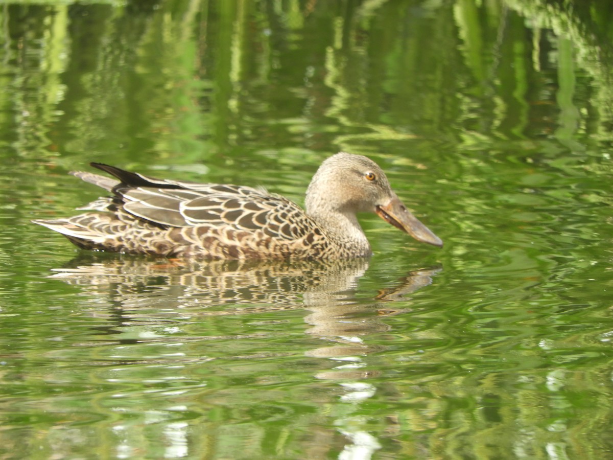 Australasian Shoveler - ML643264984