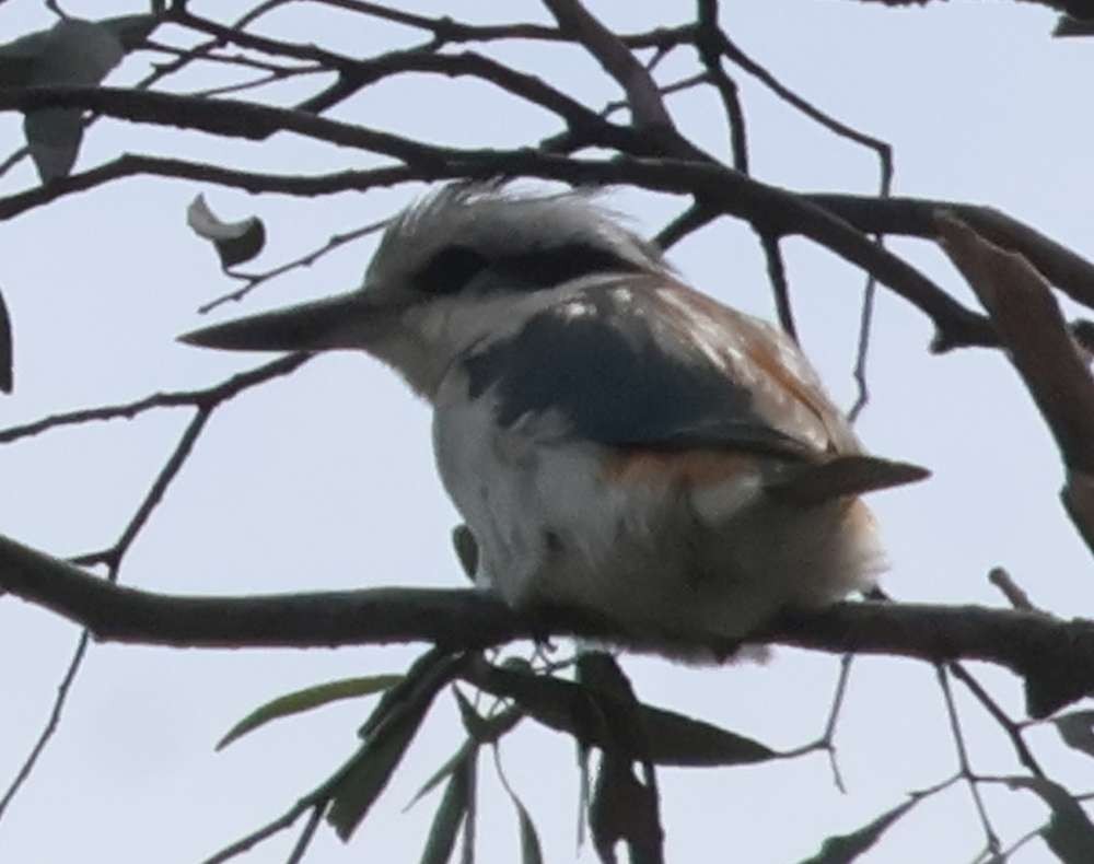 Red-backed Kingfisher - ML643264986