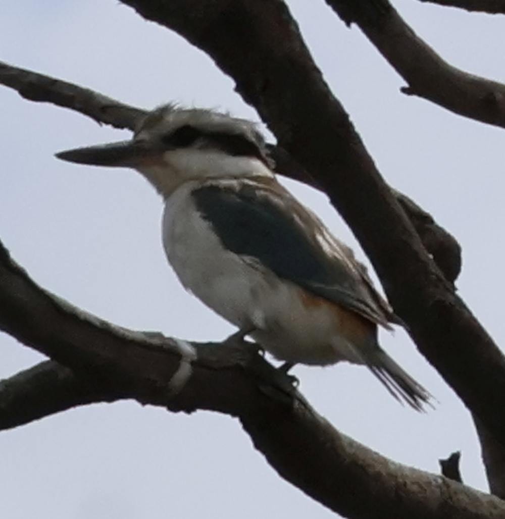Red-backed Kingfisher - ML643264987