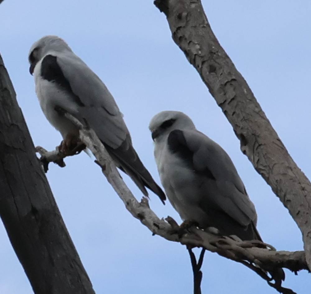Black-shouldered Kite - ML643264994