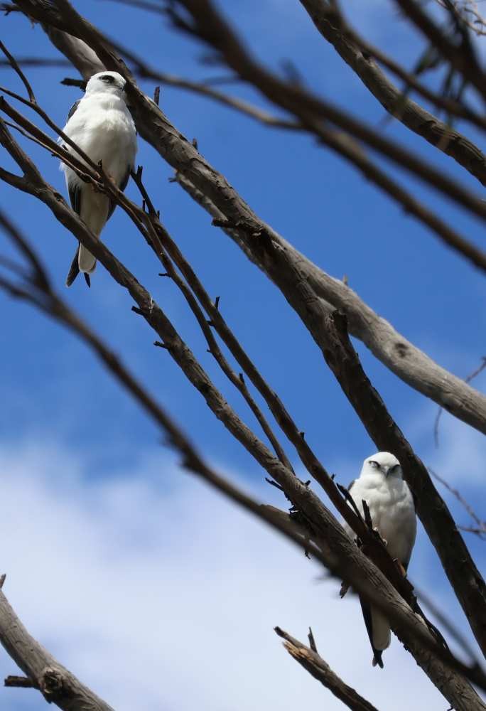 Black-shouldered Kite - ML643264995