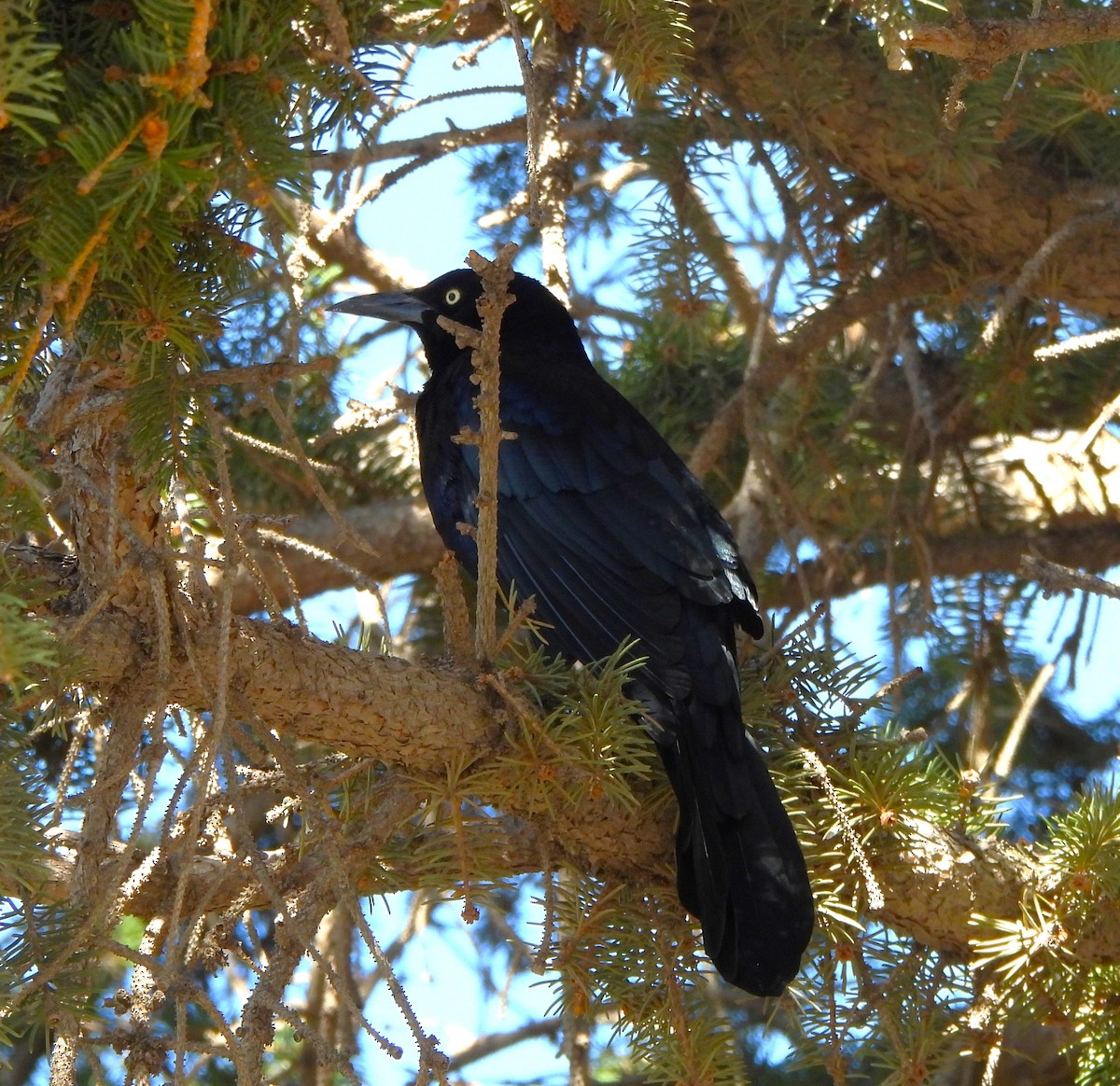 Great-tailed Grackle - ML643265012