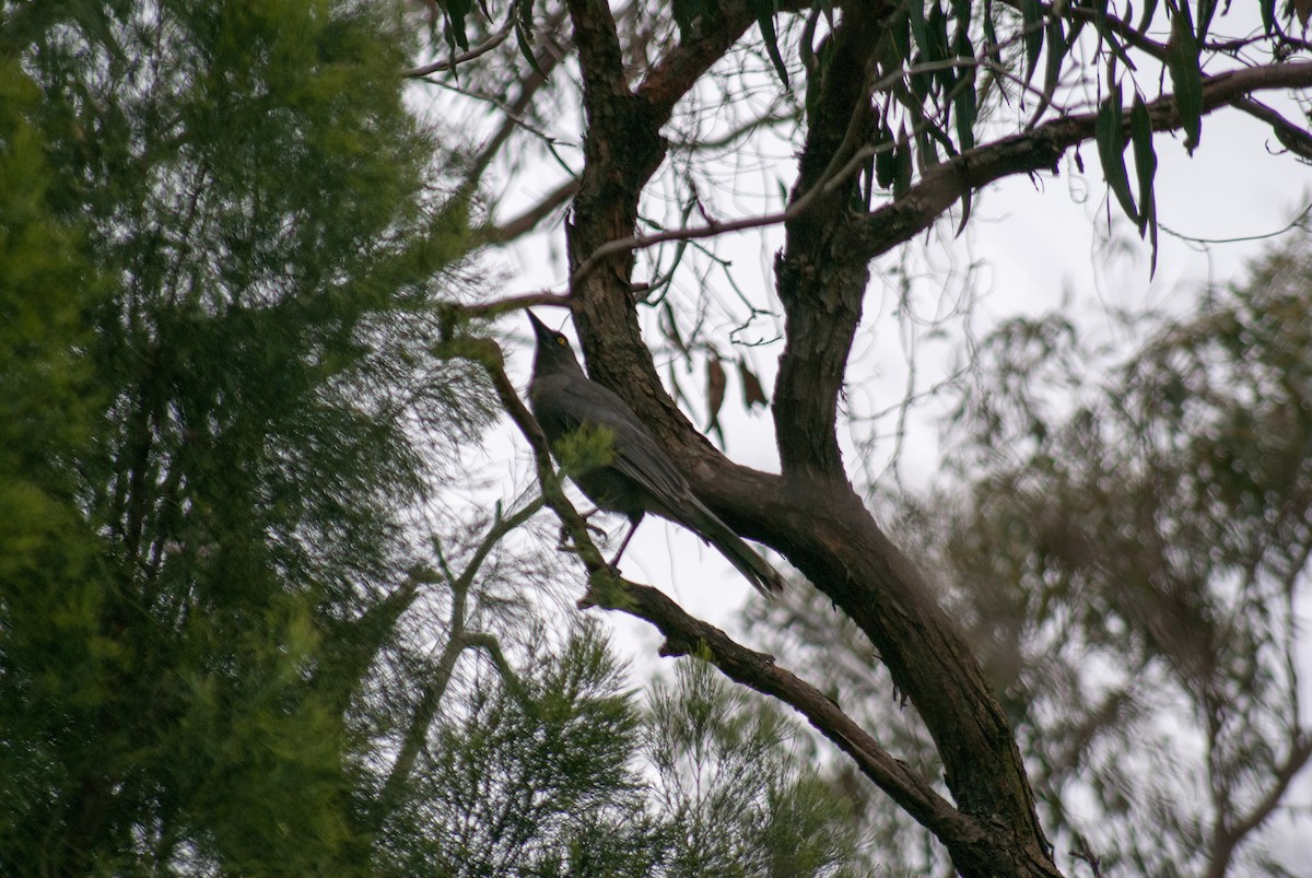 Gray Currawong - ML643265013