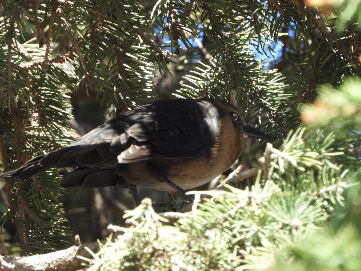 Great-tailed Grackle - ML643265018