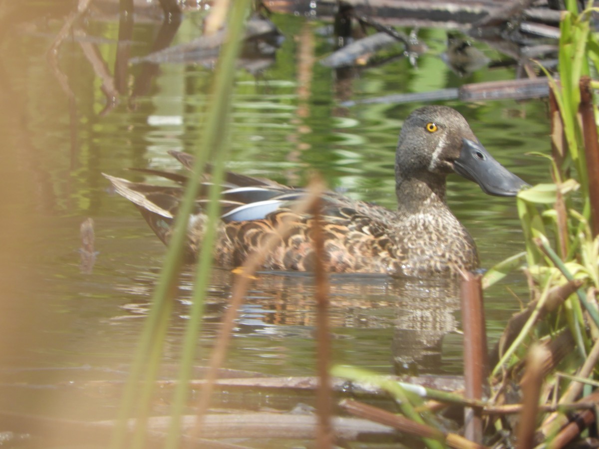 Australasian Shoveler - ML643265019
